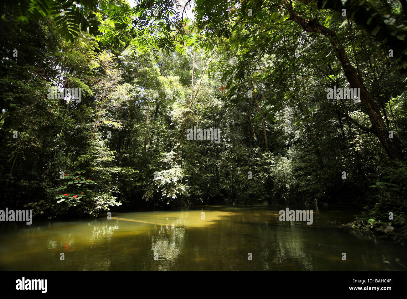 Grotta di Clearwater ricomparsa nel cuore della giungla del Borneo Foto Stock