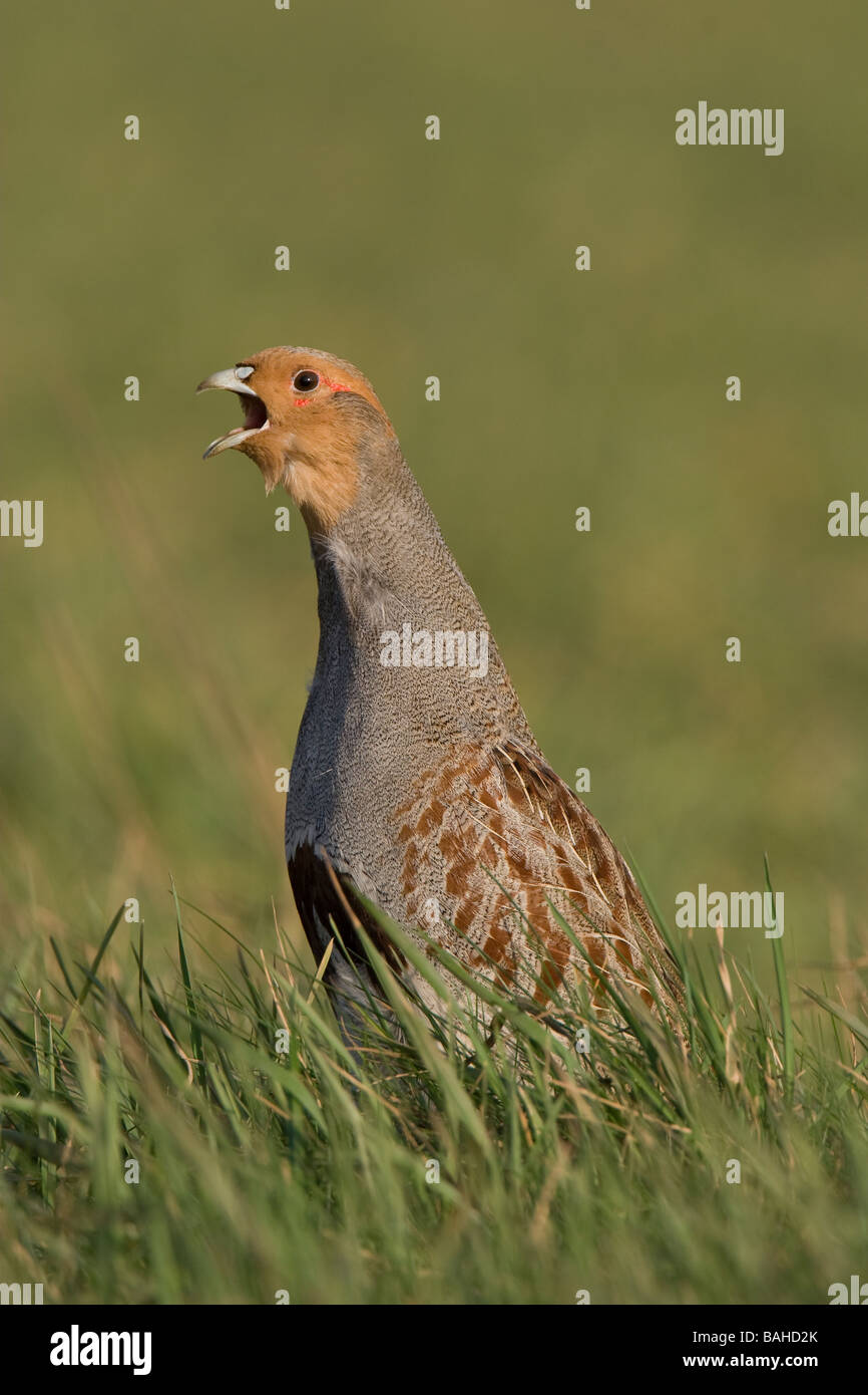 La Starna Perdix perdix Foto Stock