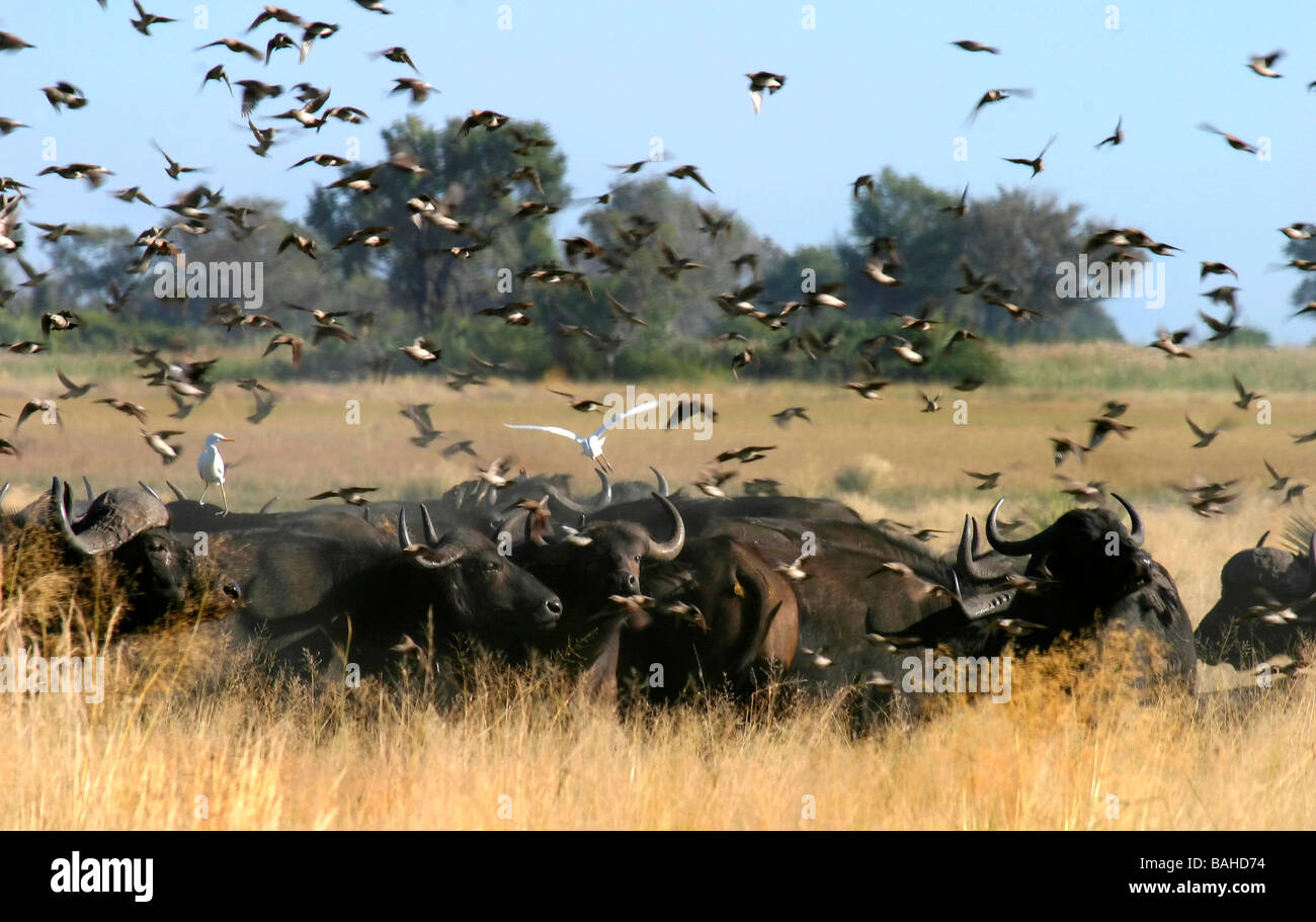 African bufali nelle savane vicino Jao Bush Camp in Botswana,Africa Foto Stock