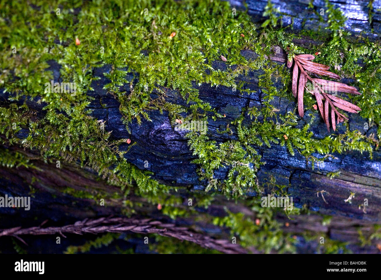 Le scene della Foresta di Redwood in California settentrionale Foto Stock
