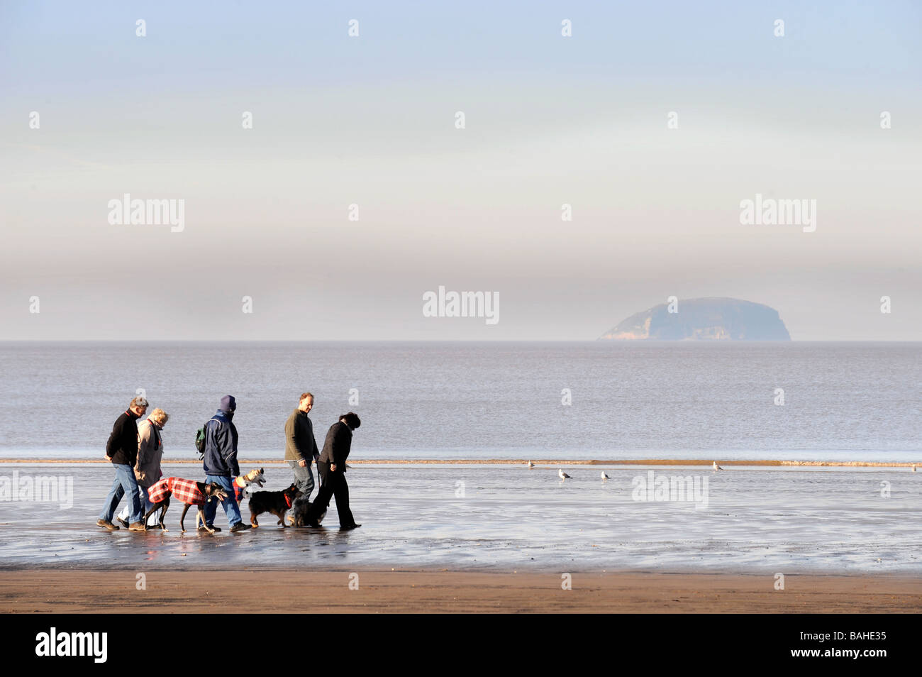 DOG WALKERS sulla spiaggia di Weston super Mare SOMERSET REGNO UNITO Foto Stock