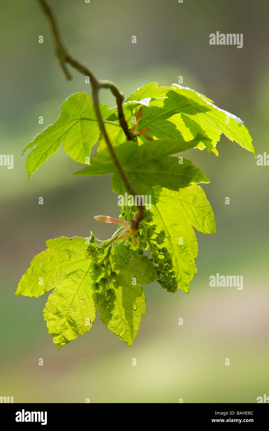 Nuovo verde sicomoro (Acer pseudoplatanus) foglie in un bosco inglese durante la primavera Foto Stock