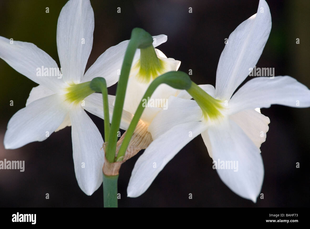 Narcissus Amaryllidaceae, a fioritura primaverile crema pallido Daffodil, close up 3 fiori rivolta lontano dalla fotocamera Foto Stock