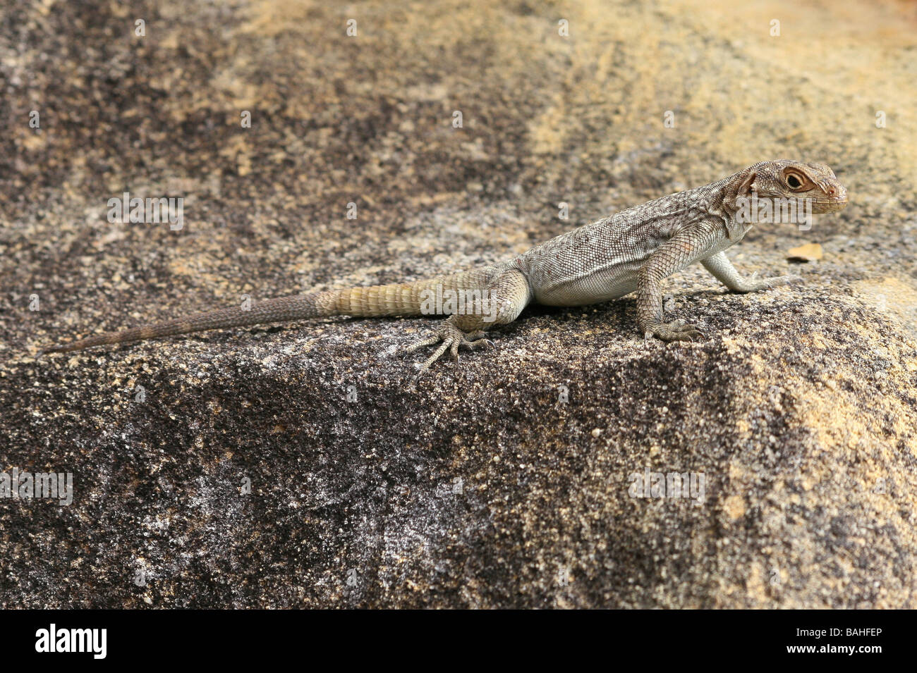 Dumeril il Madagascar Swift Oplurus quadrimaculatus Sat su roccia arenaria In Isalo NP, Madagascar Foto Stock