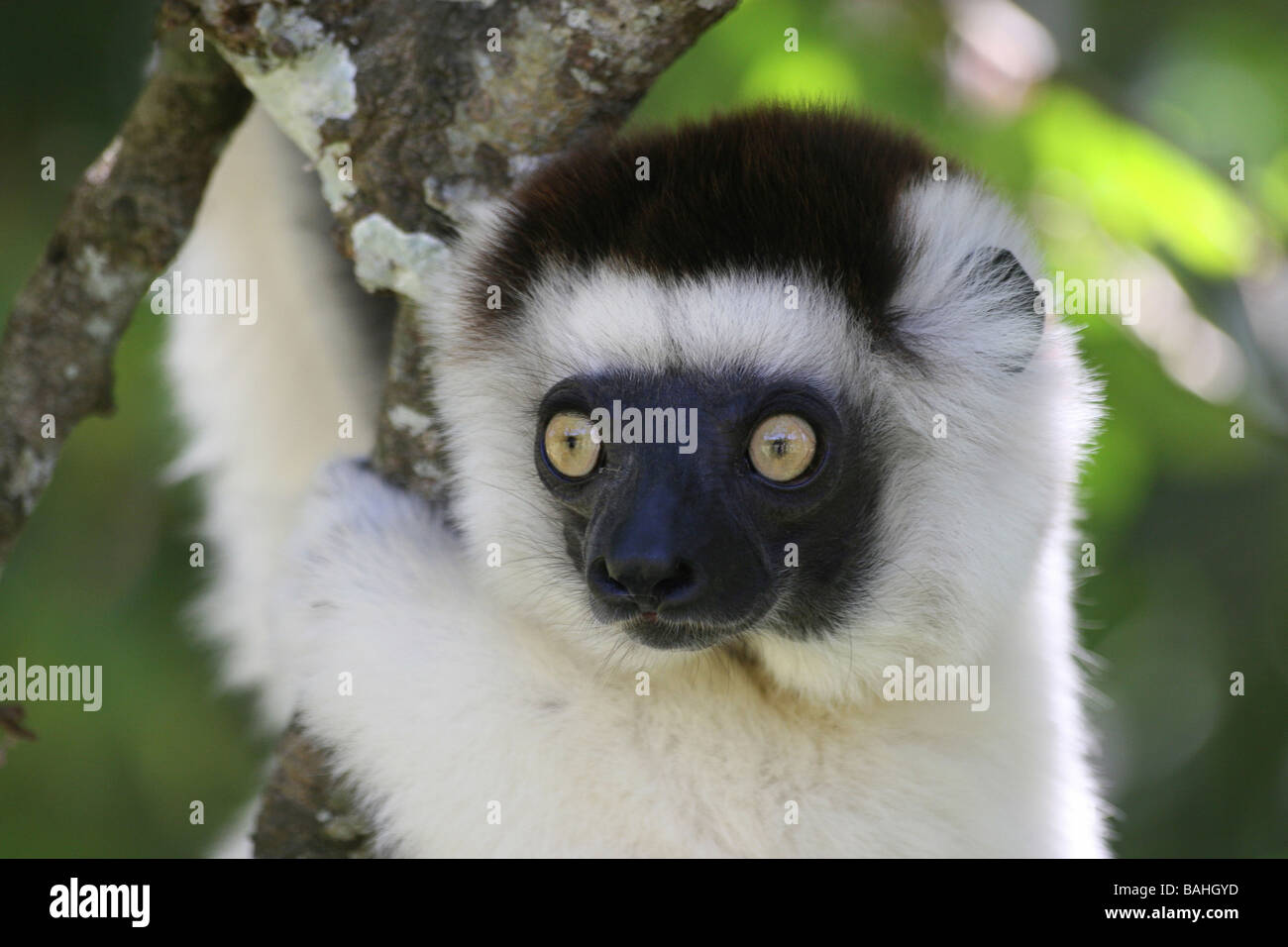 Close-up di Verreaux's Sifaka Propithecus verreauxi decorrente dalla struttura ad albero nella Riserva Mandena, provincia di Toliara, Madagascar Foto Stock