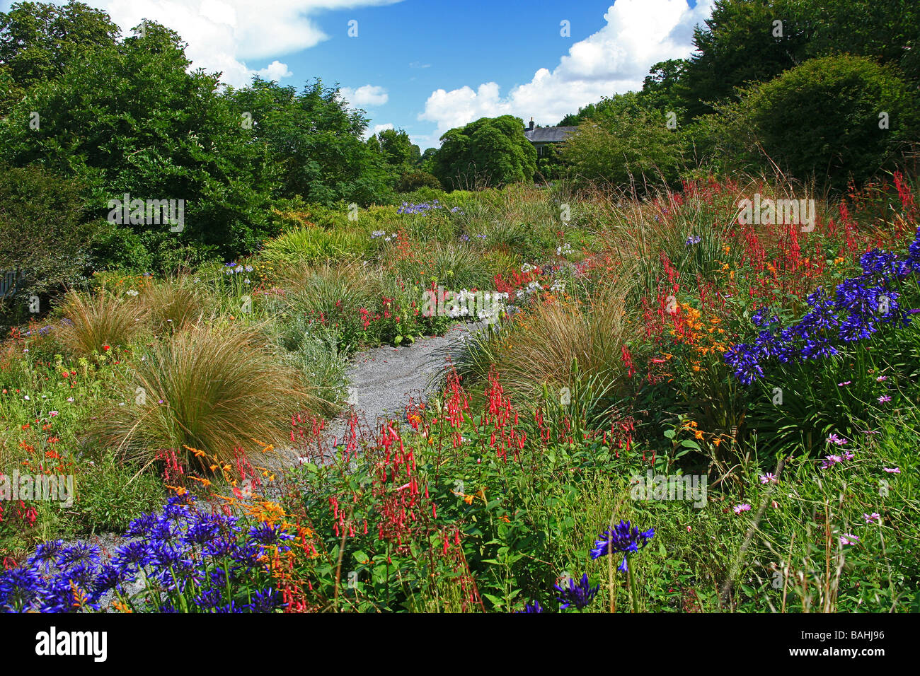 Il sudafricano giardino presso il Garden House di Buckland Monachorum, Devon, Inghilterra, Regno Unito Foto Stock
