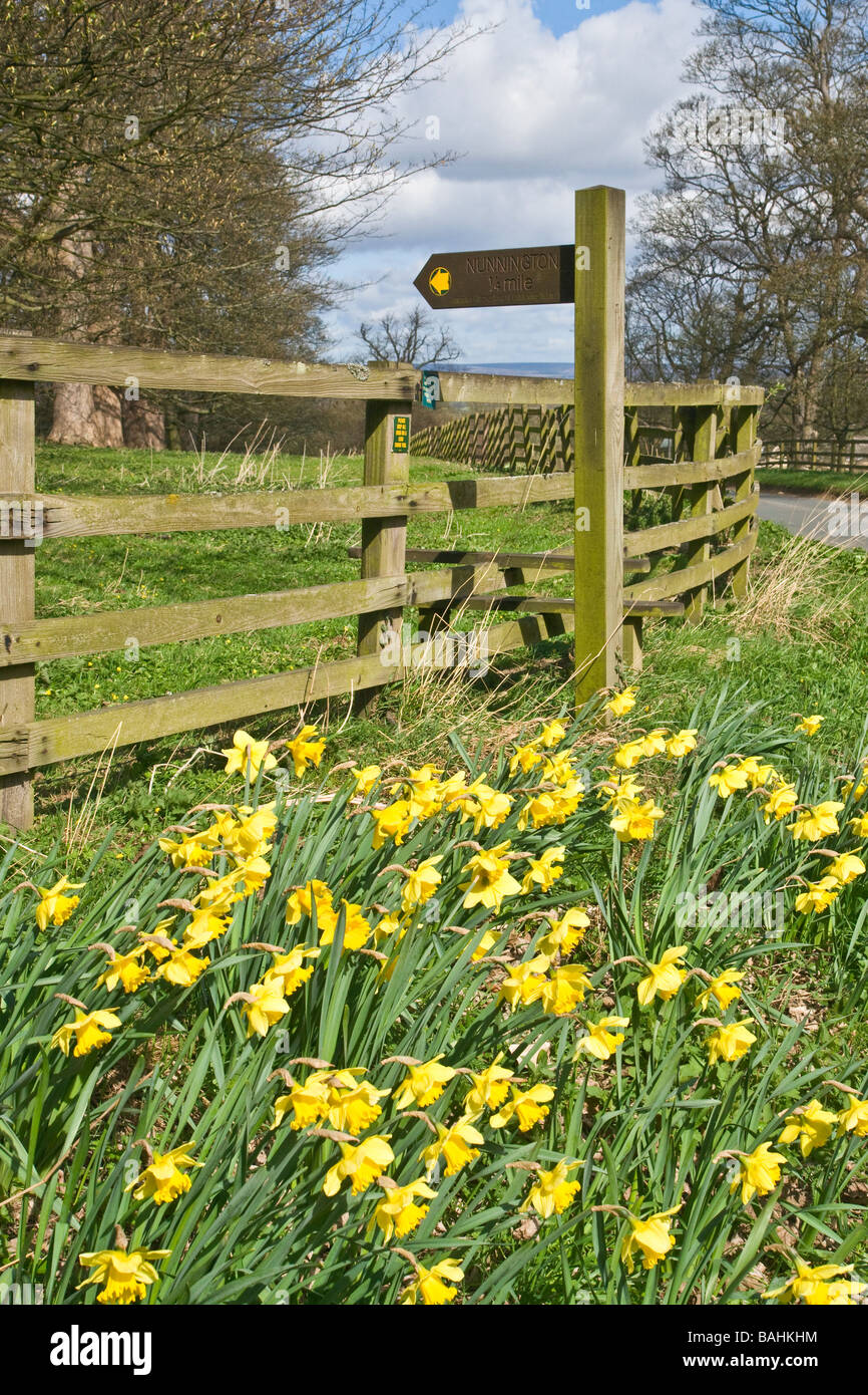 Sentiero segno e narcisi vicino Nunnington Hall, North Yorkshire Foto Stock