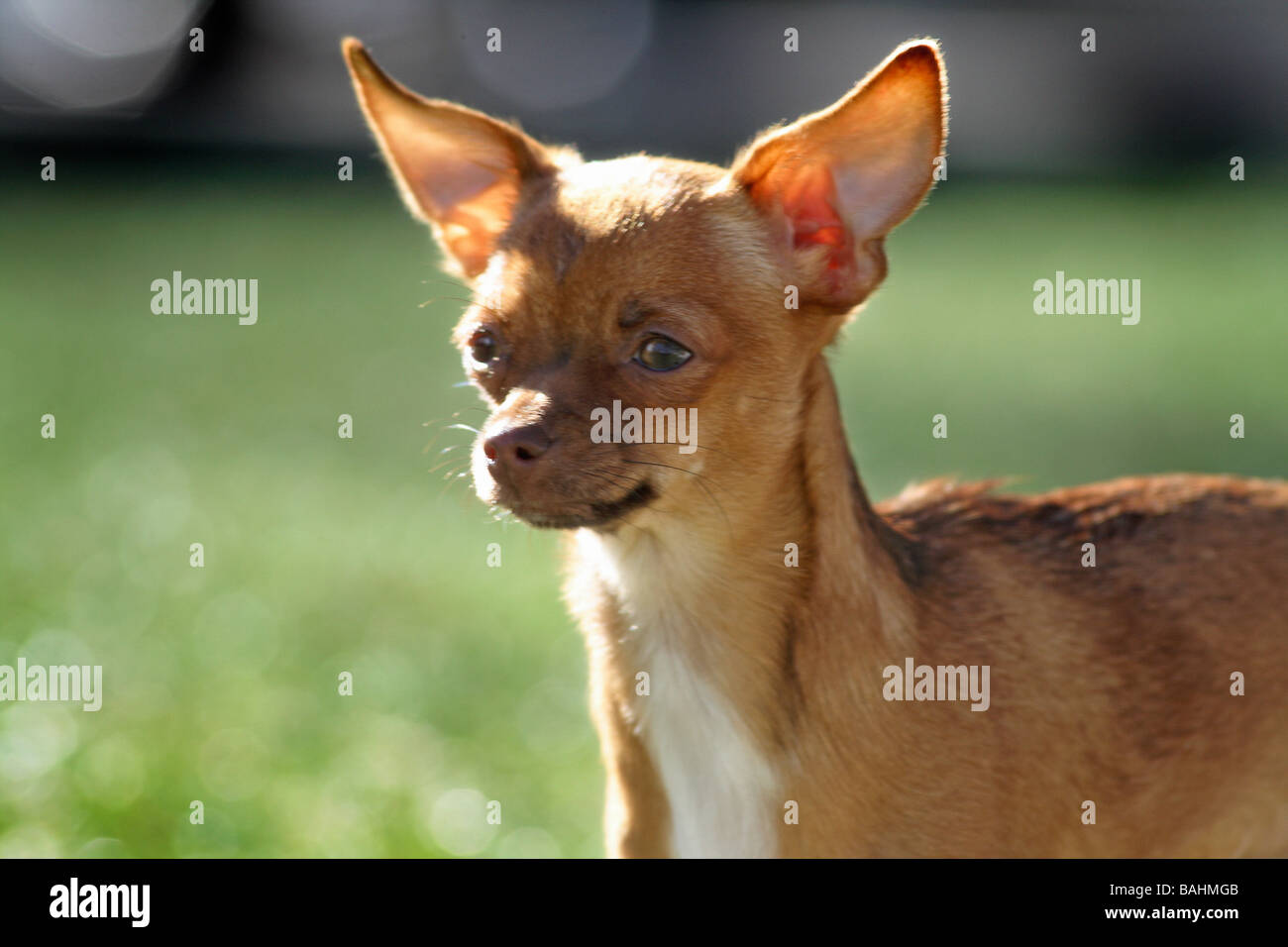 Chihuahua cucciolo di cane Foto Stock