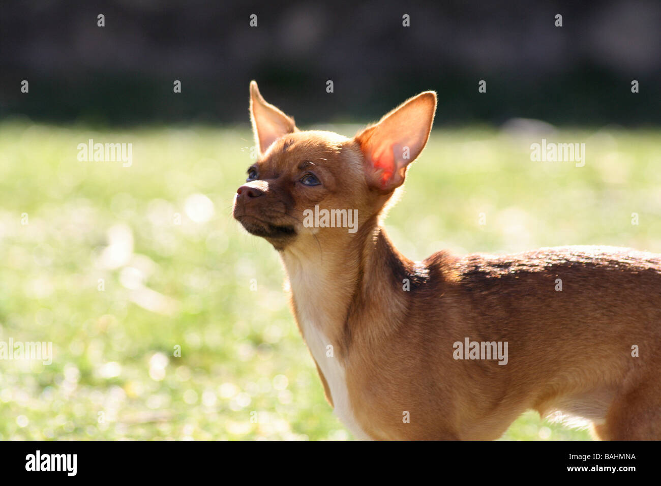 Chihuahua cucciolo di cane Foto Stock