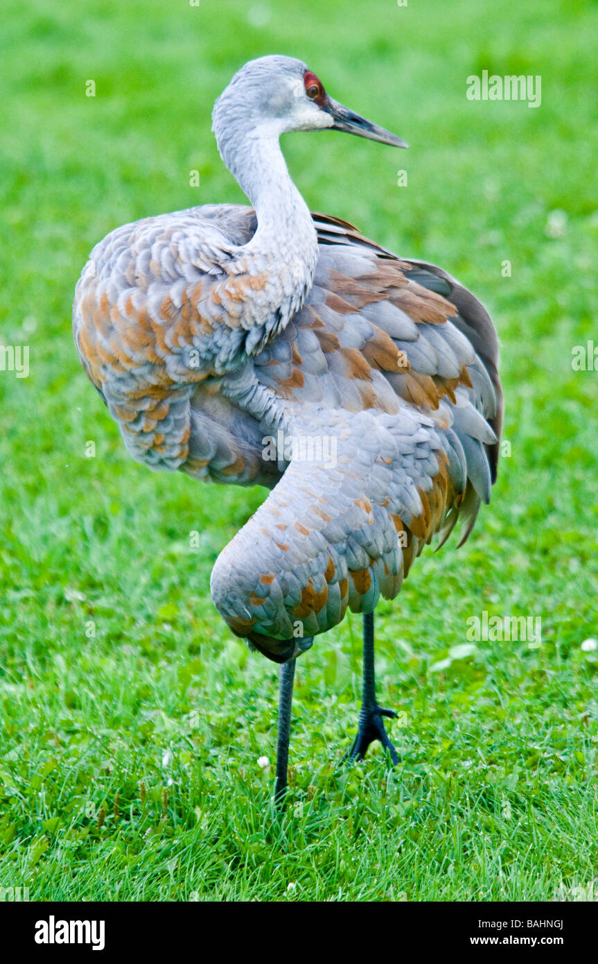 Minor Sandhill gru Grus canadensis canadensis, Omero, Alaska, STATI UNITI D'AMERICA Foto Stock