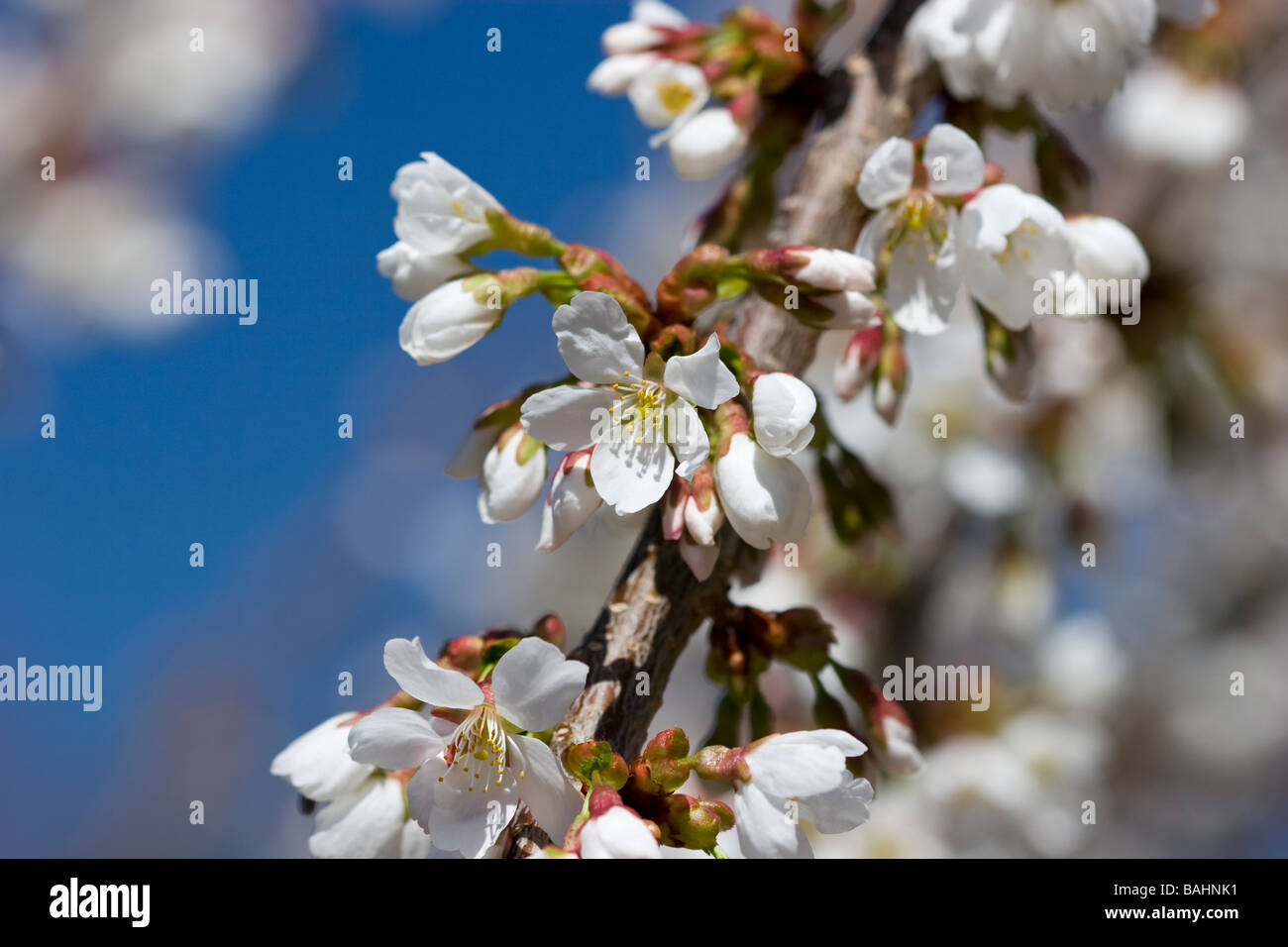 Ciliegio piangente blossoms Foto Stock