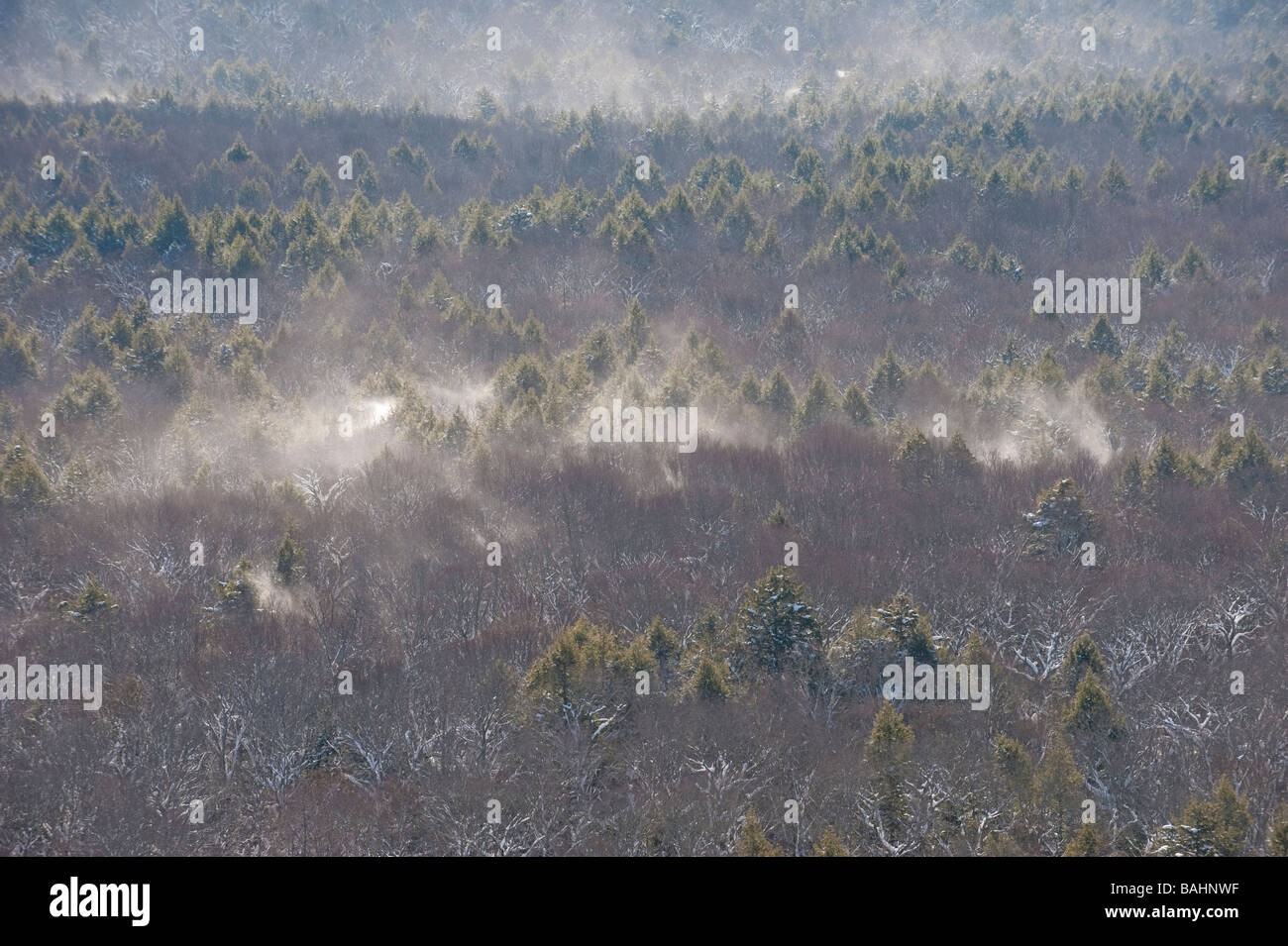 La neve cade di alberi di Ottawa Foresta Nazionale Foto Stock