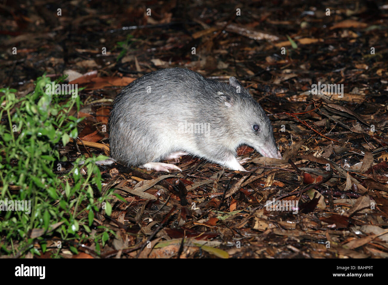 Becchi lunghi Bandicoot, Perameles nasuta evacuazione a notte sotto la pioggia Foto Stock