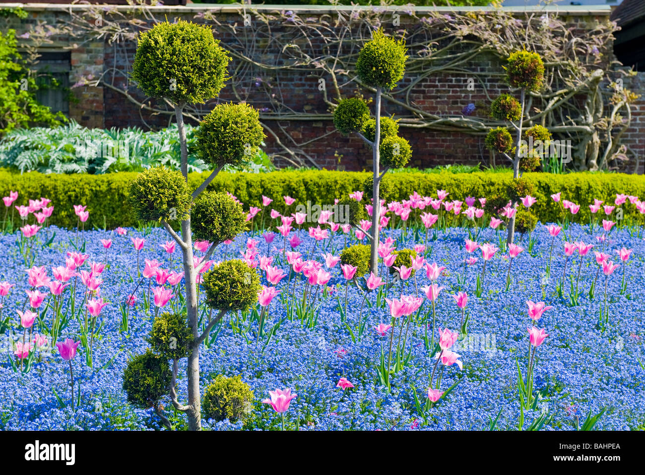 Molla in Golders Hill Park , giardini ornamentali con display a colori dei tulipani , dimenticare-me-non & ligustro siepi Foto Stock