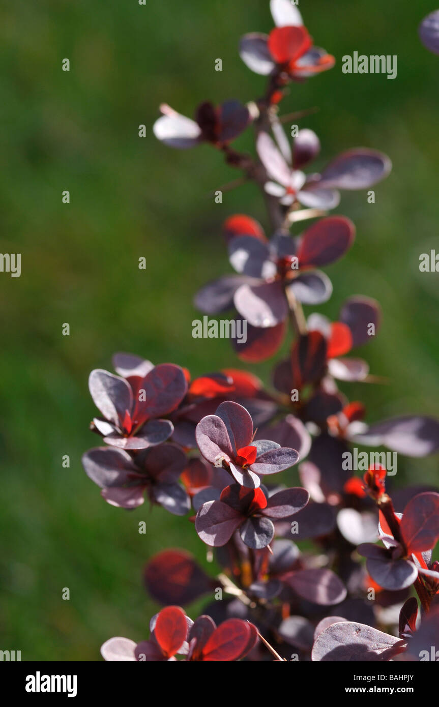 Berberis Thunbergii Foto Stock