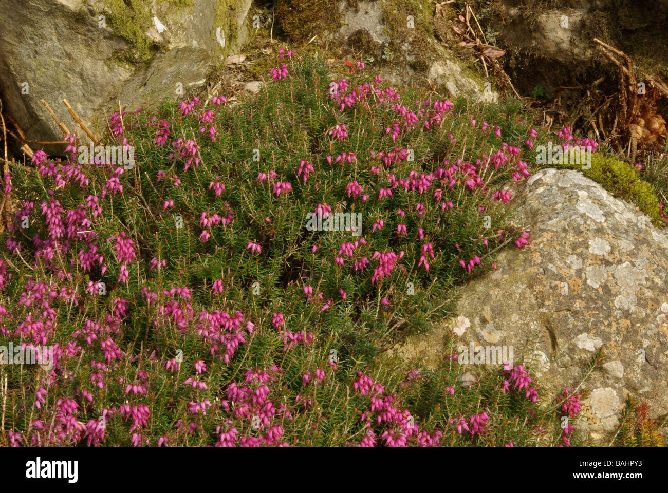 Erica carnea var. Rosa paillettes Foto Stock