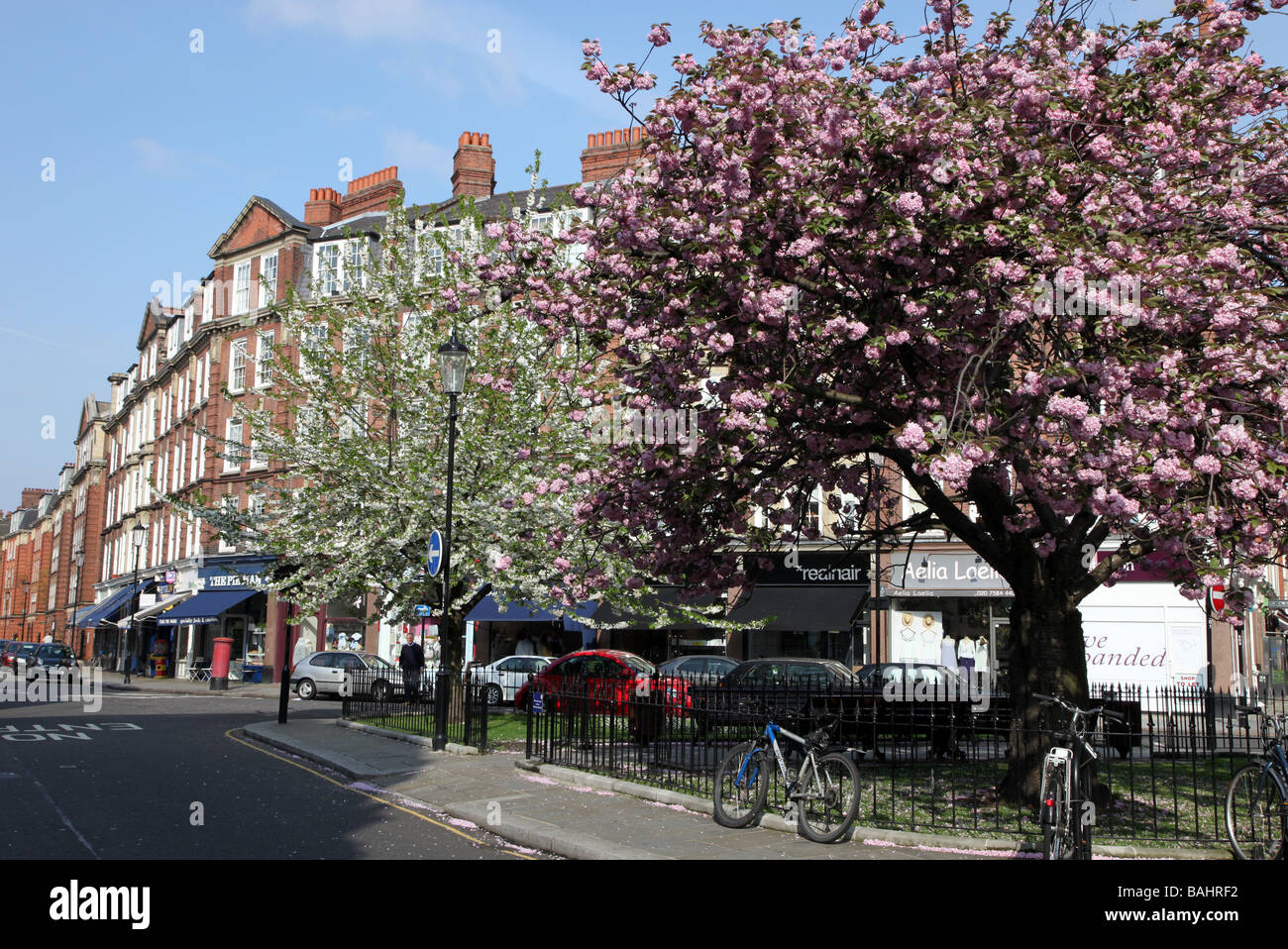 Fioritura di ciliegio in Chelsea cuore verde di Old Chelsea London SW3 Foto Stock