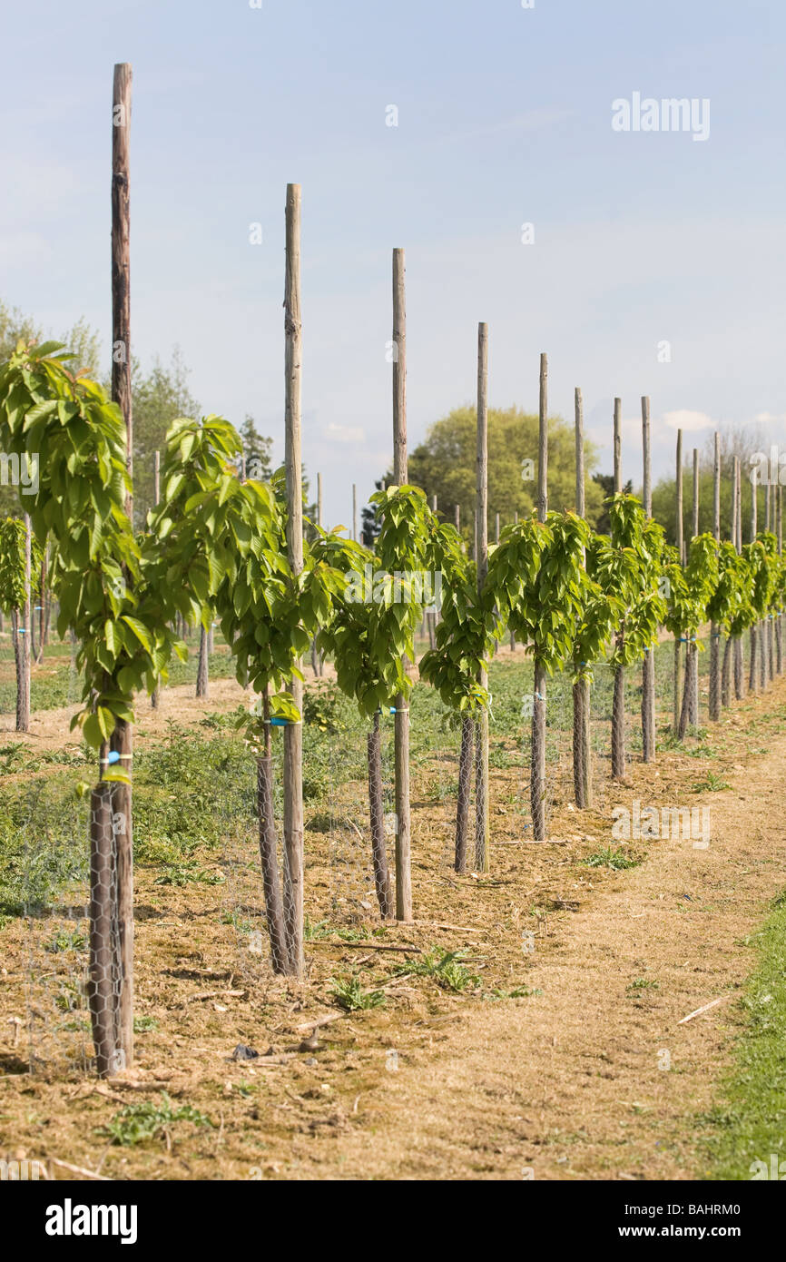 Giovani alberi di Prugne in Kent Foto Stock