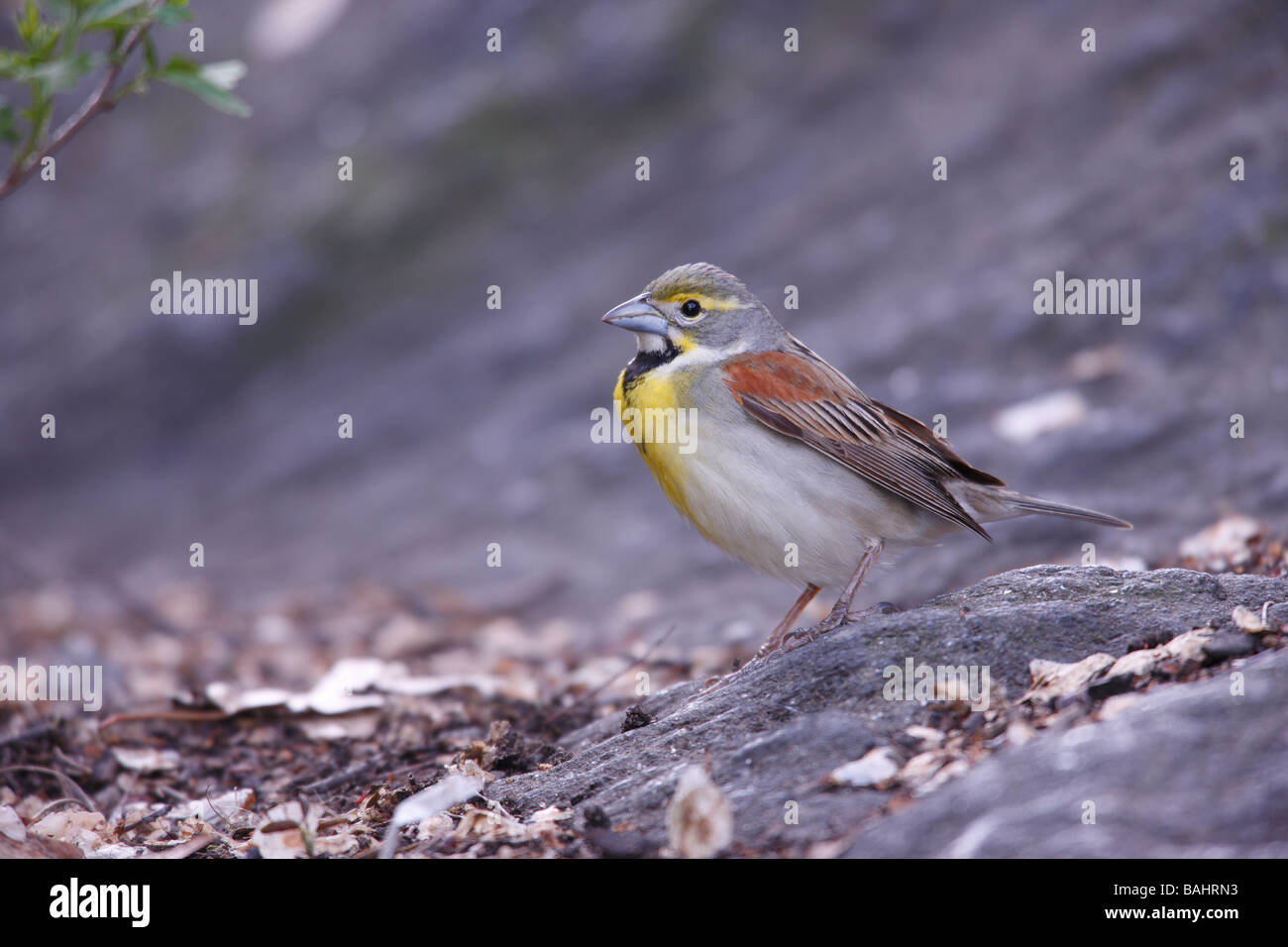 Dickcissel Spiza americana maschio adulto in allevamento un piumaggio molto rara e migrante in New York s Central Park seduto su una roccia Foto Stock