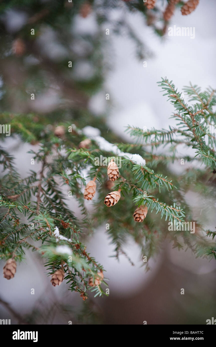 Piccoli coni appendere su fronda di HEMLOCK TREE Foto Stock