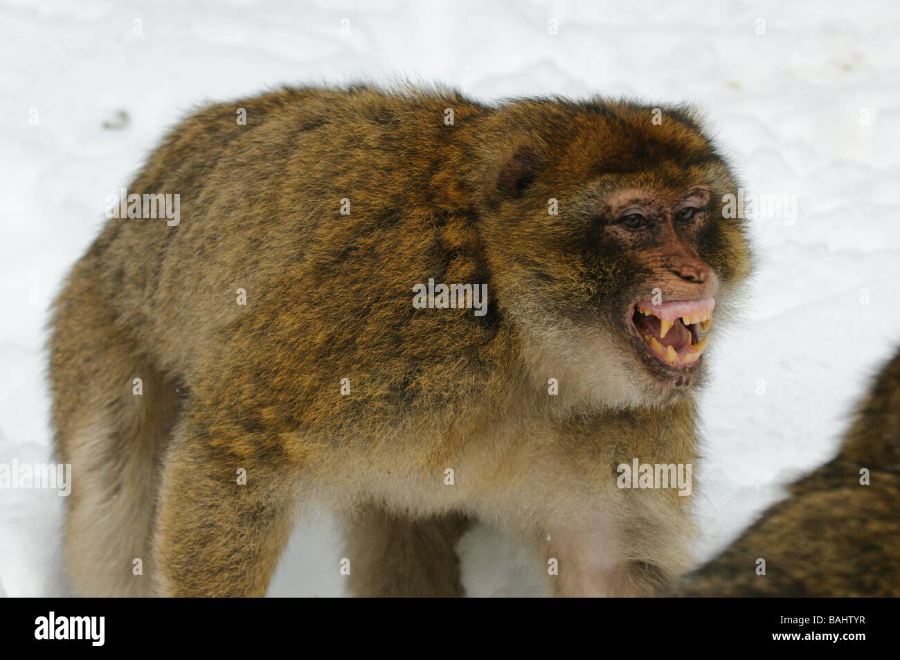 Maschio combatte in Barbary Macaque Macaca sylvanus in inverno nevoso foresta di cedro metà serie Atlas Azrou Marocco Foto Stock