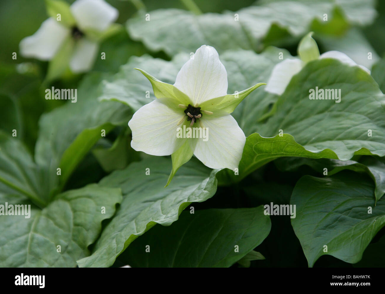 Trillium aka Wakerobin, Tri fiore o Birthroot, Trillium erectum x flexipes Melanthiaceae Foto Stock