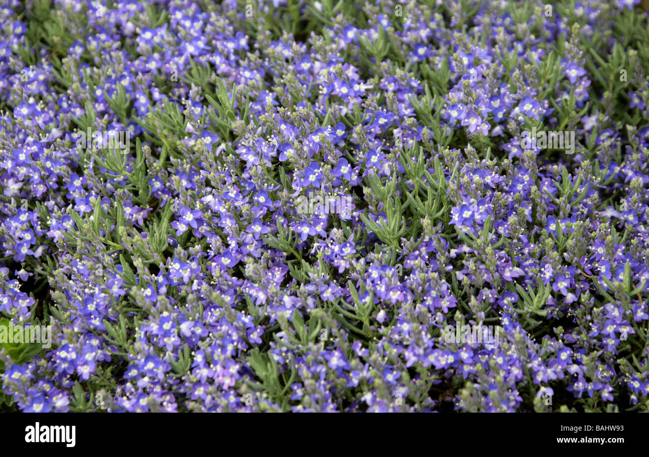 Speedwell o Veronica, Veronica cinerea, Plantaginaceae (Scrophulariaceae), Turchia Foto Stock