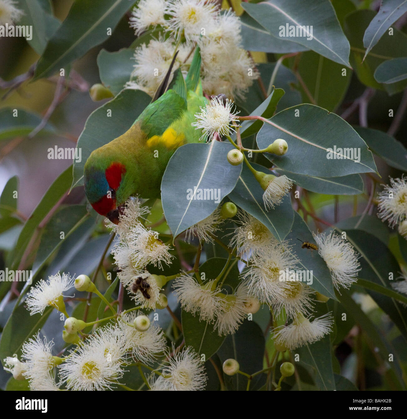 Pappagallo di alimentazione Foto Stock