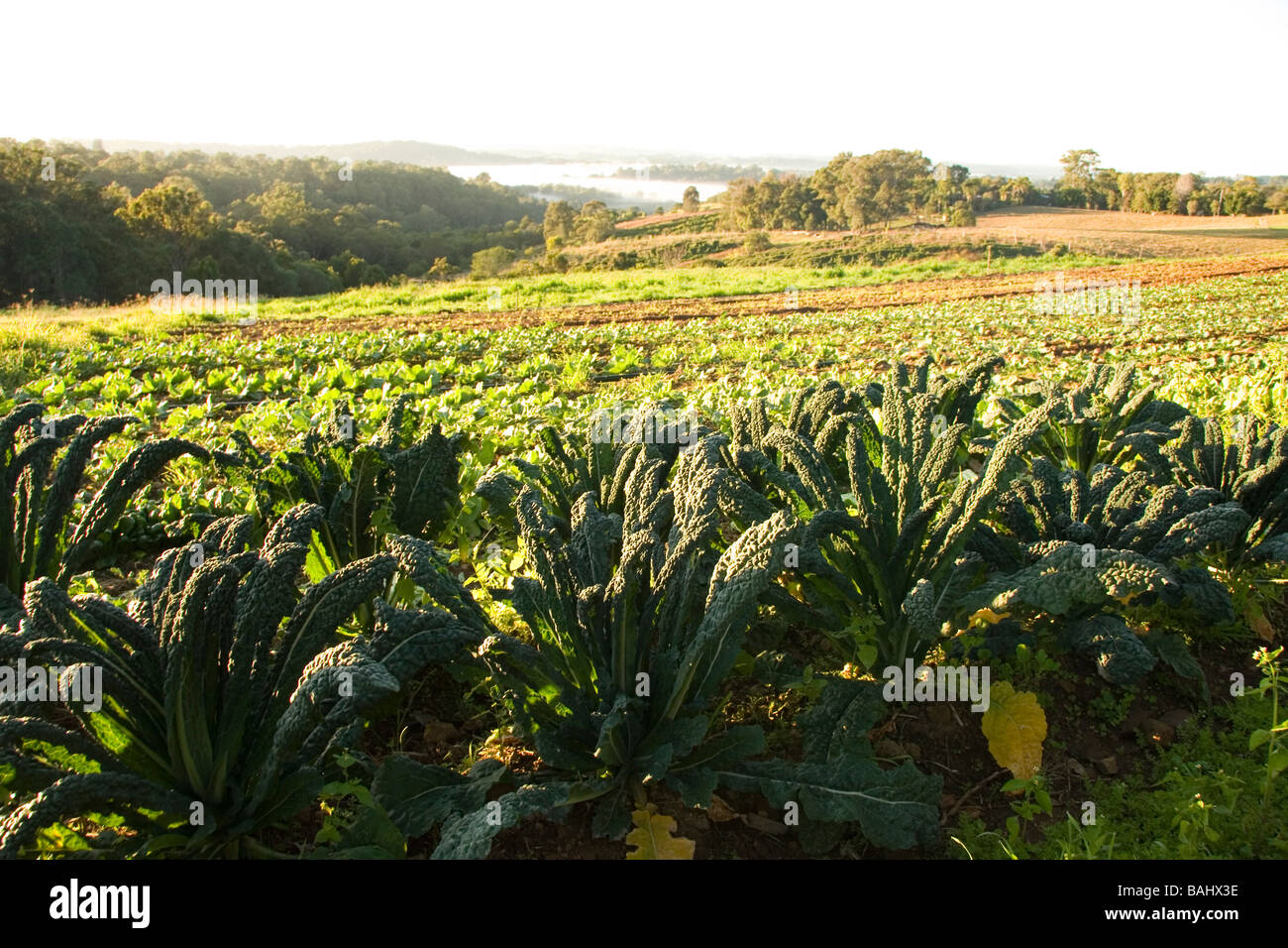 Gli spinaci cresce in azienda agricola biologica con la valle in background Foto Stock