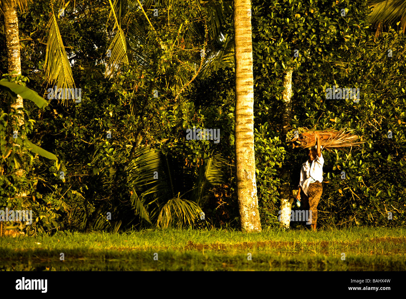 Indonesia Bali. I campi di riso, nei pressi di Ubud. Contadino locale. Foto Stock