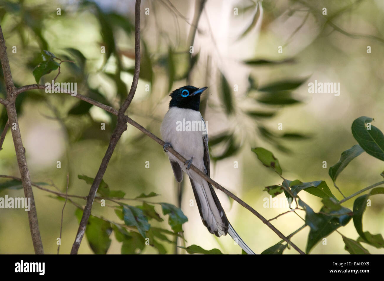 Piccolo uccello in succursali di una boccola di Ankarafantsika Parco nazionale del Madagascar Africa Foto Stock