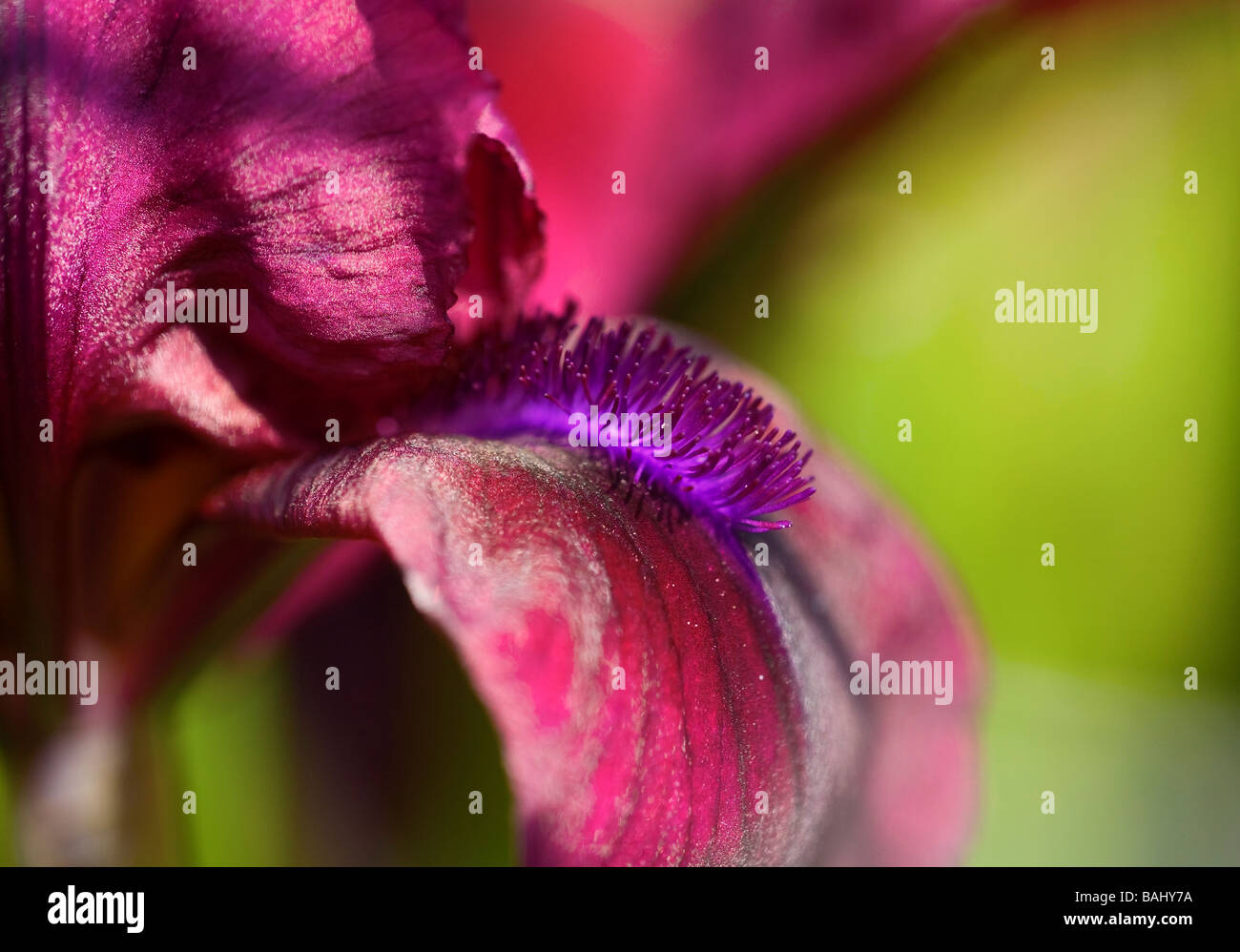 Deep pink barbuto Iris in fiore in Sring Foto Stock