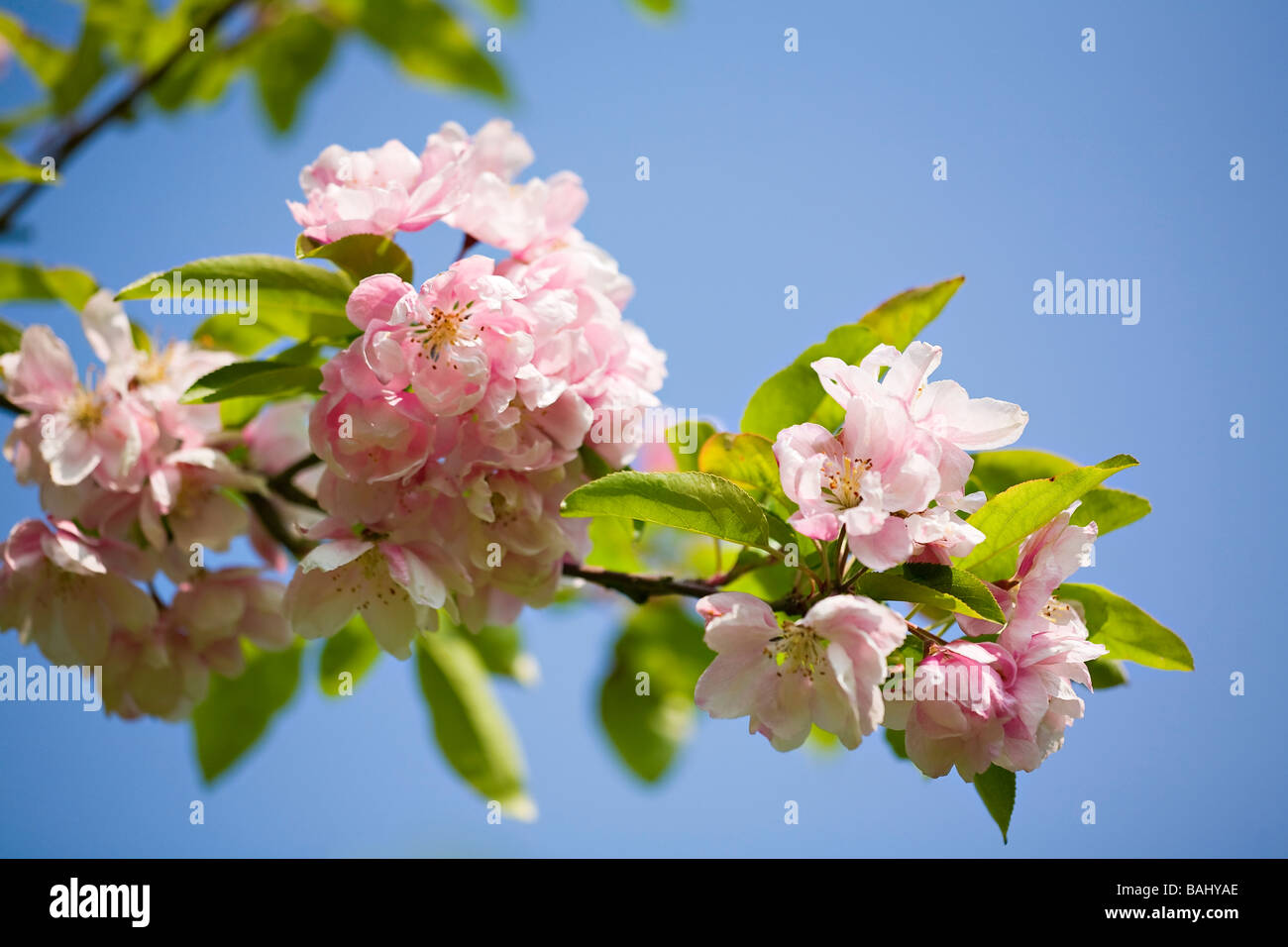 Apple blossoms (Malus spectabilis 'Riversii') in fiore contro un cielo blu chiaro in primavera. Sussex, Regno Unito Foto Stock