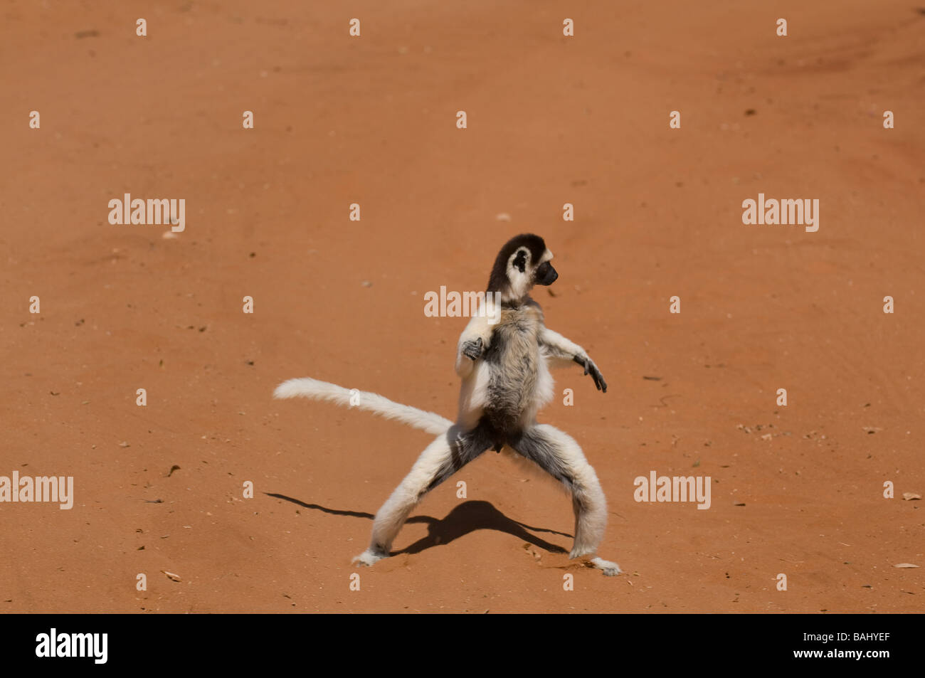Sifaka Propithecus verreauxi Berenty riserva privata Africa Madagascar Foto Stock