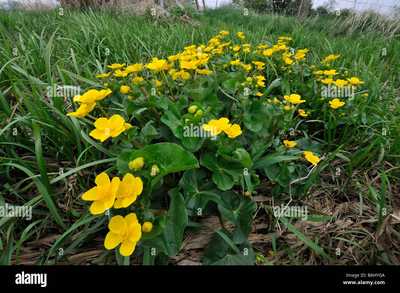 Marsh Marigold Caltha palustris pianta intera massa di fiori di prato Nord NNR Cricklade Foto Stock