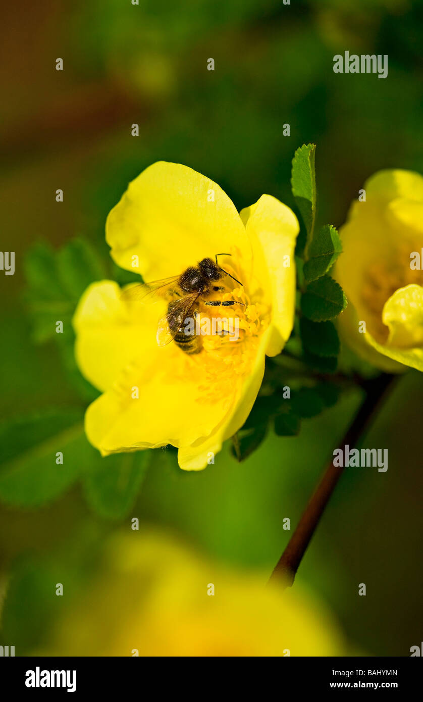 Una singola ape (Apis mellifera) raccogliere il polline dal Canary Bird Rose (Rosa xanthina) nella primavera del Sussex, Regno Unito Foto Stock