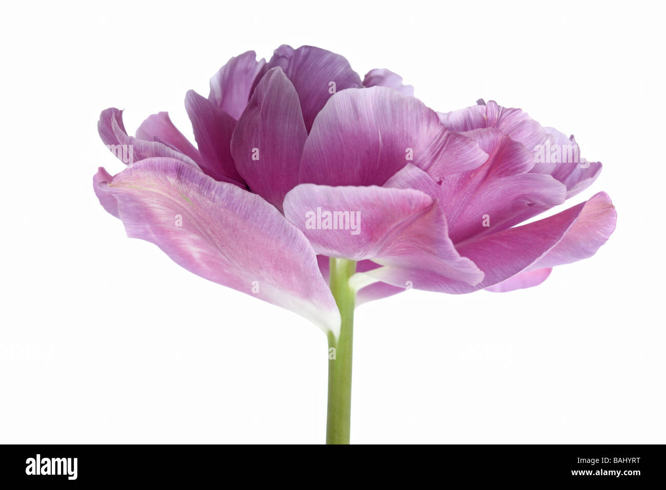 Vista laterale di un tulipano tulipa lilla perfezione su sfondo bianco Foto Stock