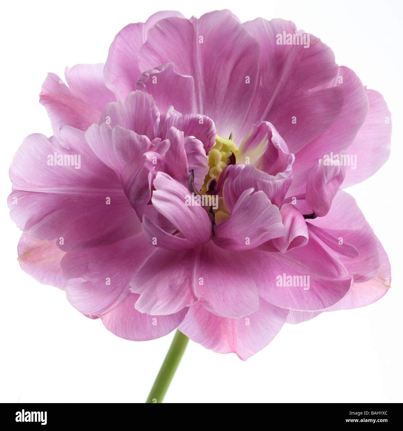 Primo piano di un tulipano tulipa lilla perfezione su sfondo bianco Foto Stock
