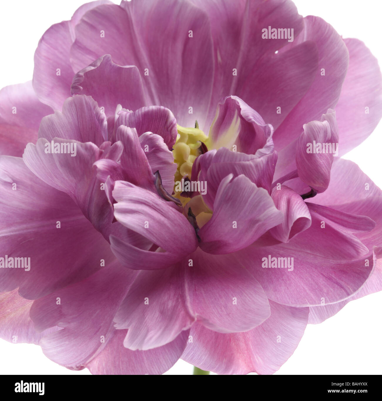 Primo piano di un tulipano tulipa lilla perfezione su sfondo bianco Foto Stock