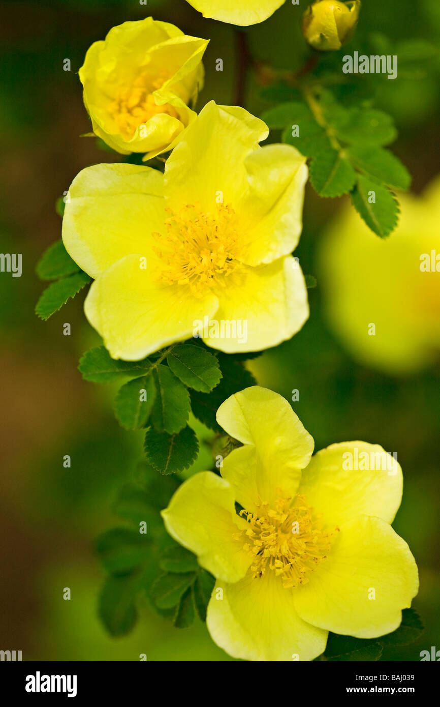 Close up dei fiori gialli delle Canarie arbusto di uccelli (Rosa xanthina) Foto Stock