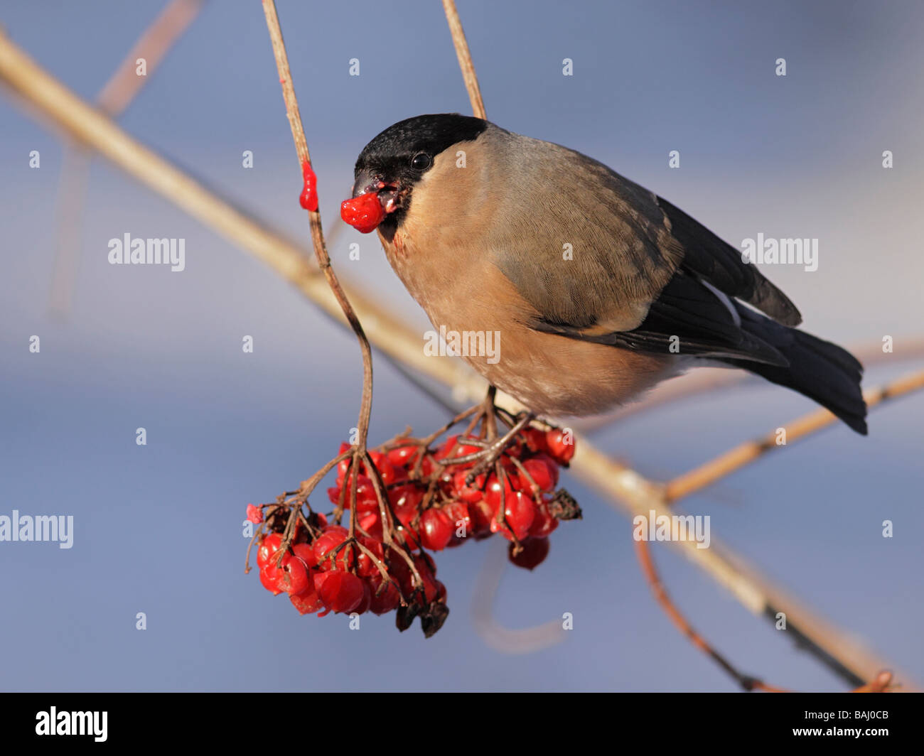 Bullfinch, Pyrrhula pyrrhula, femmina alimentazione su viburno bacche di rosa Foto Stock