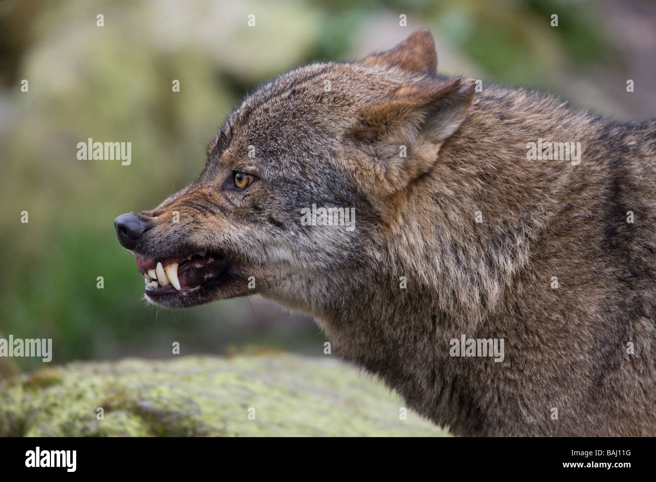 Lupo iberico offrendo la violenza - Canis lupus signatus Foto Stock