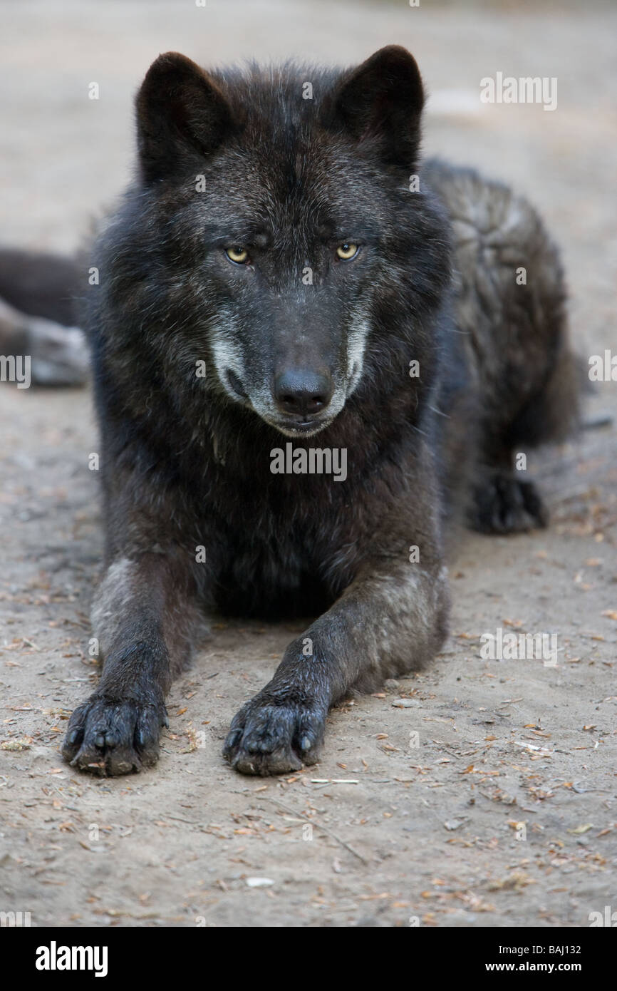 Valle di Mackenzie Wolf o Alaskan Timber Wolf Canis lupus occidentalis Foto Stock