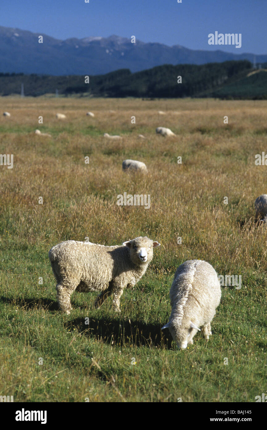 Due pecore al pascolo vicino San Arnaud Nuova Zelanda Foto Stock