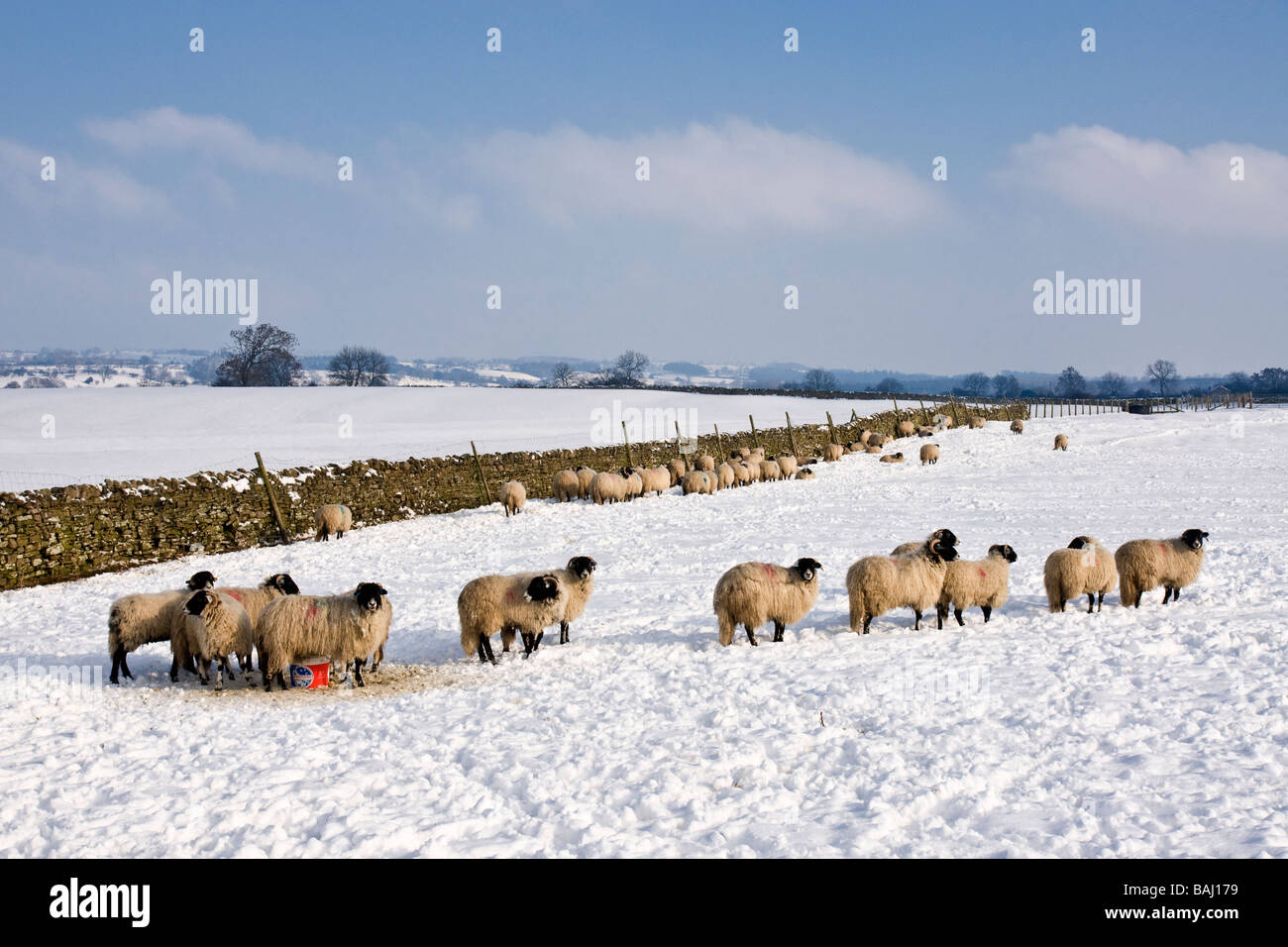 Pecore in neve a Bellerby, vicino Leyburn, North Yorkshire Foto Stock