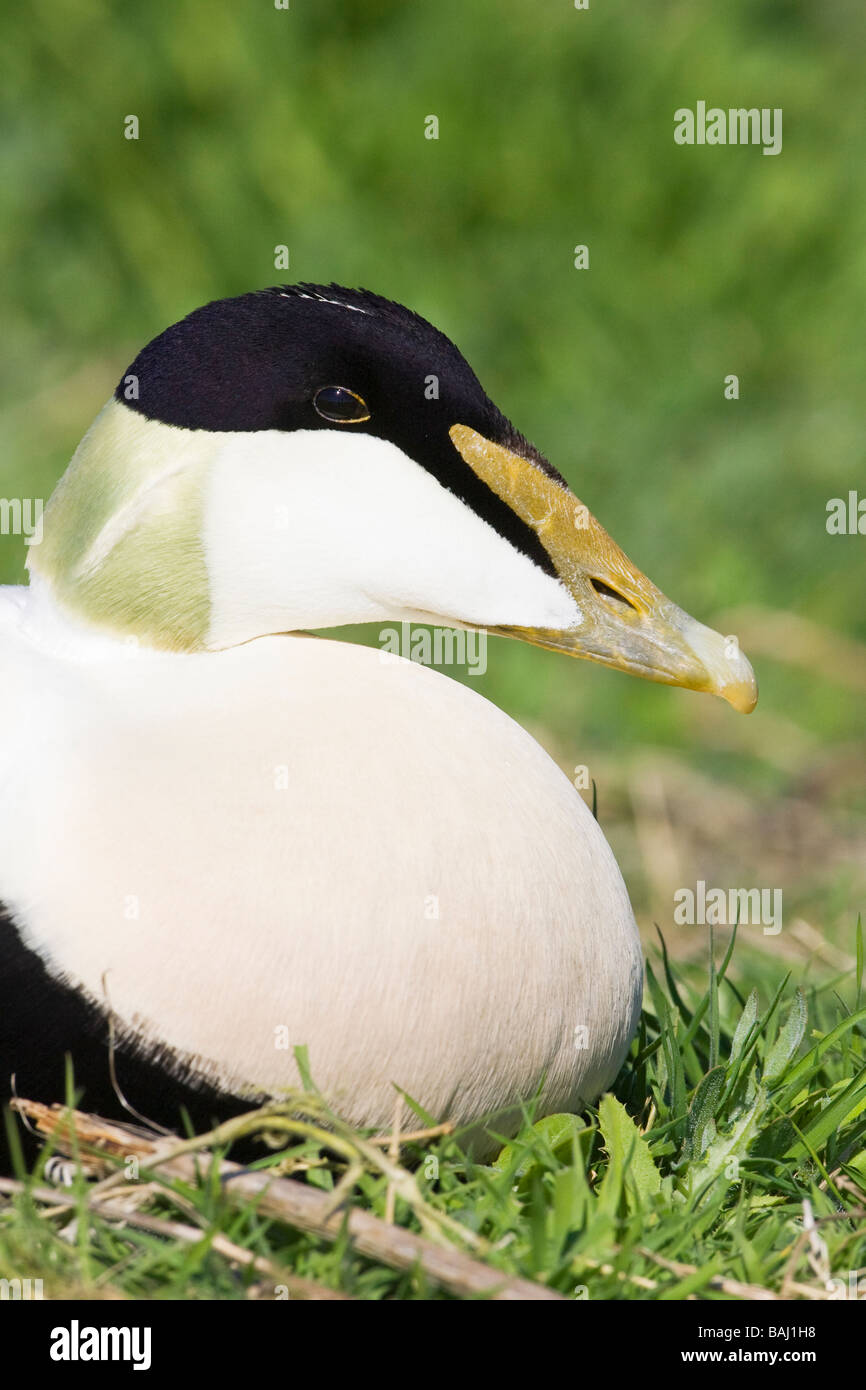 Drake Eider Duck sul farne Isles ritratto di testa Foto Stock