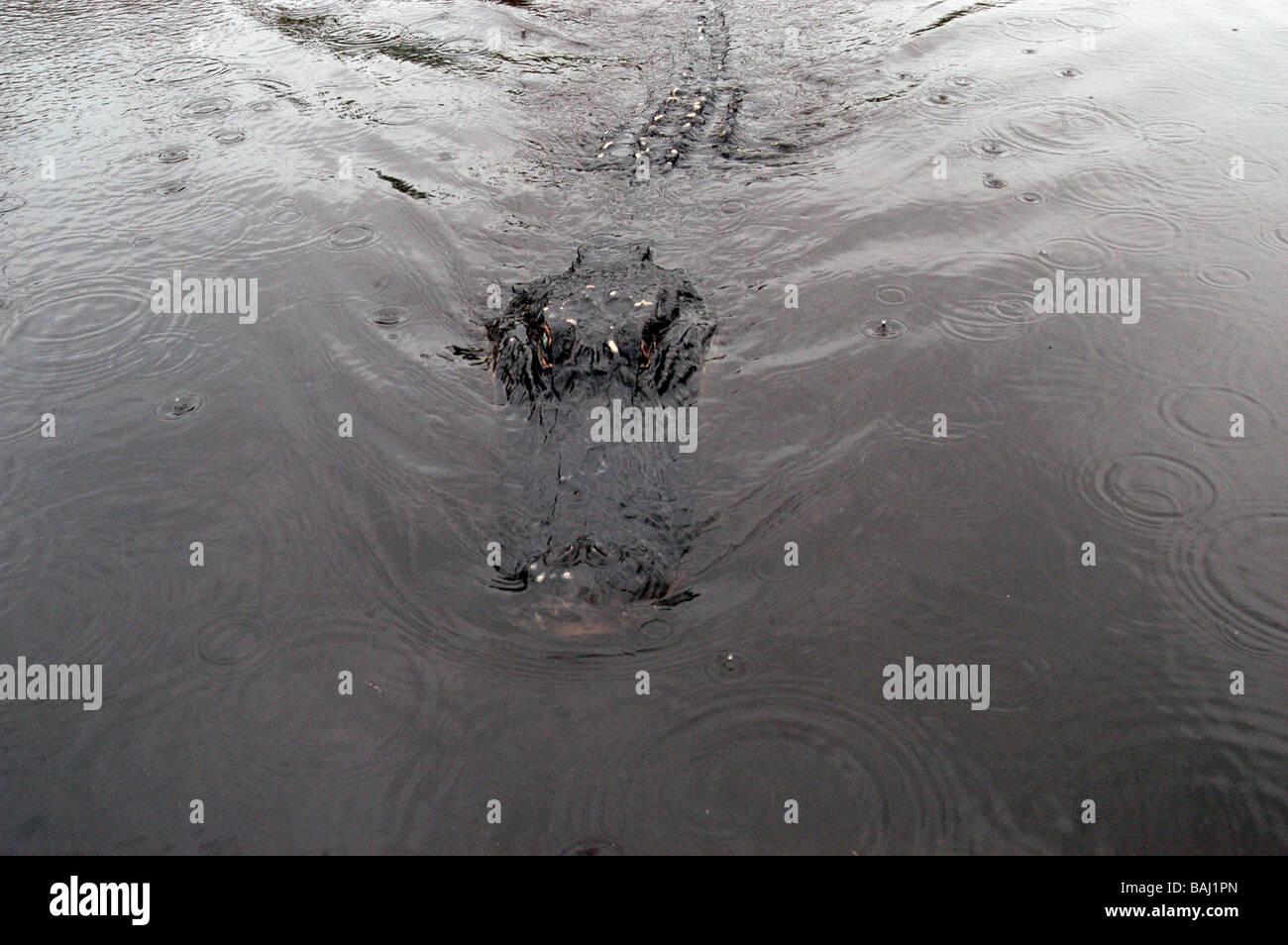 Everglades della Florida alligatori nell'acqua Foto Stock