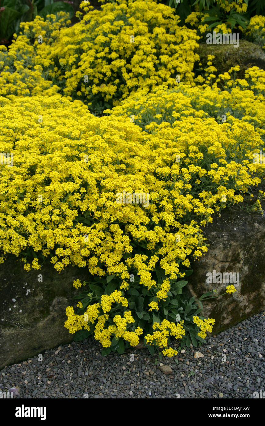 Oro Alyssum, cesto di oro o polvere, Aurinia saxatilis, Brassicaceae, nativo di Asia ed Europa Foto Stock