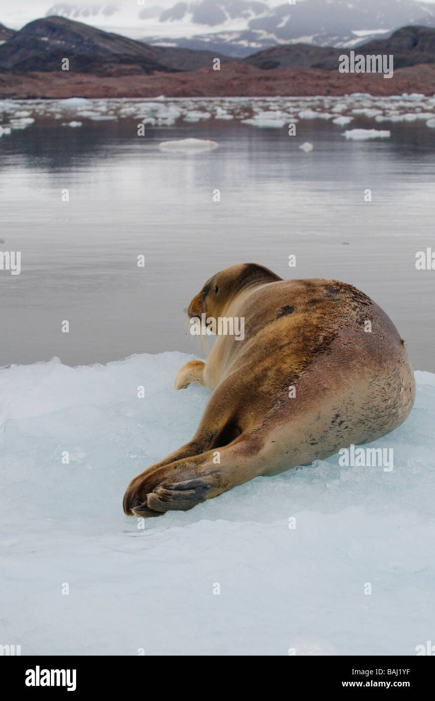 Guarnizione barbuto Erignathus barbatus poggiante su una confezione di ghiaccio Spitsbergen Foto Stock Guarnizione barbuto Erignathus barbatus poggiante su una confezione di ghiaccio Spitsbergen Foto Stock