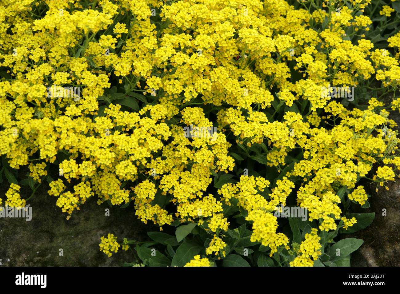 Oro Alyssum, cesto di oro o polvere, Aurinia saxatilis, Brassicaceae, nativo di Asia ed Europa Foto Stock